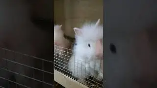 Teddy Bunny 🐇 rabbit ❤️