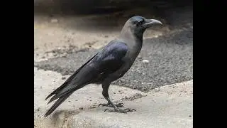 House Crow in Melbourne!