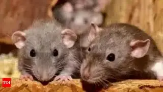 Hantavirus kills four in US: Know all about this rat-borne incurable disease.Should India be worried