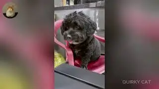Funny ANIMALS videos 😂 | Funniest Cats and Dogs 2025 🐶😼 Part 47