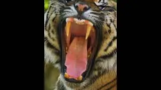 Eye of the Tiger #sumatrantiger #tiger #animaleyes #bigcat #bigcats