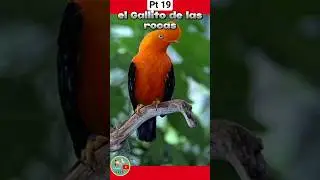 Ave nacional de cada pa&iacute;s. Per&uacute; 🇵🇪. #animales #viral #animals #ave #nacional #peru #gallito #rocas