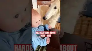 hardest thing about having borzois and babies &hellip;  #doglife #dadlife #borzoi #dogs #baby #cute