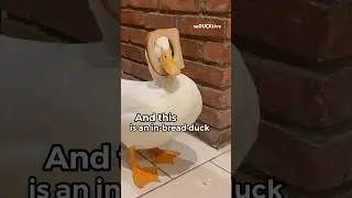 Two types of ducks 🦆