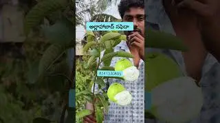 అల్లాహాబాద్ సఫెదా రకం జామా మొక్కలు
