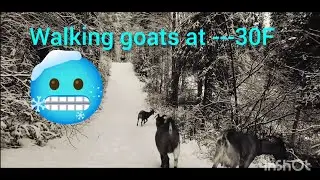 Goats at -30F for over 5 weeks, in Fairbanks Alaska. 