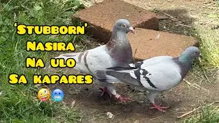 ‘STUBBORN’ HABOL NA HABOL SA KAPARES👊😳 #unoloftpigeonracing #racingpipigeons 