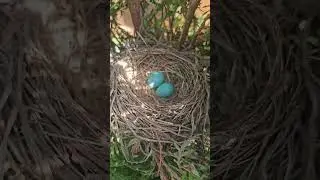 Found a Nest with Blue Eggs in the middle of the Thuja 🪺🧡