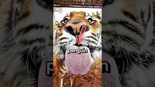 Weirdest Animal Tongues Ever! #animalfacts #wildlife #animals