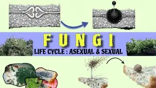 Life Cycle of Rhizopus | Asexual & Sexual Reproduction Expained with Animation | Fungi (Zygomycota)
