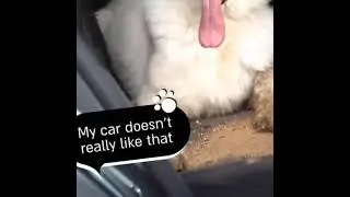Waterproof Dog Car Seat Cover