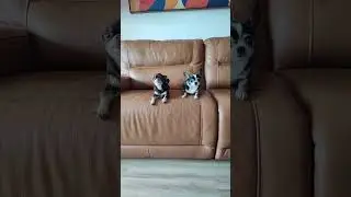 Bagun&ccedil;a no Sof&aacute; #shorts #funny #chihuahua #cute