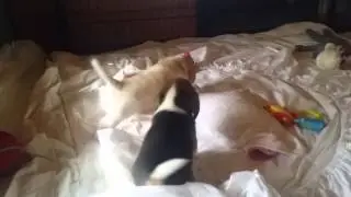 A pair of Beagles engaging in vicious pack leadership warfare