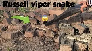 Russell viper snake 🐍😱 #vlog #trending #viral #video #snake #videos #yt #edit #vlogger #vlogging