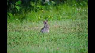 Rabbit Photo 4