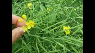 Wild edibles: how to eat rapeseed leaves and flowers