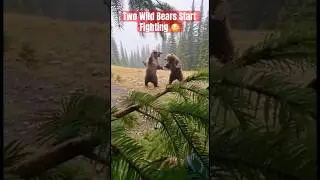 POV caught this insane moment #bears #wildlife #shorts