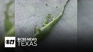 Iguanas fall from tress in Florida due to cold snap
