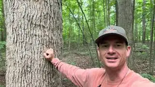 NEW LISTING / 10 +/- Acres / South Haven, MI / Build/Camp / Land For Sale