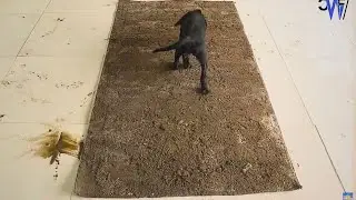 Carpet cleaning ASMR | Deep clean satisfaction