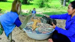 Best Animal Monkey Around The World | SokYa Top Trending Videos, What A Plenty Frogs ! Mother Catch