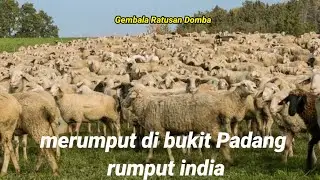 Video: kehidupan peternakan Domba super di Padang rumput kebun pinus!