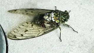 JAPANESE CICADA ASMR