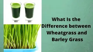 What Is the Difference between Wheatgrass and Barley Grass