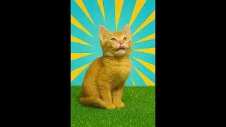 🎥 Cat Live Stream &mdash; Relax & Enjoy