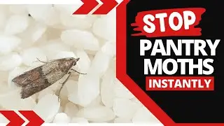 How Do I Permanently Get Rid of Pantry Moths?
