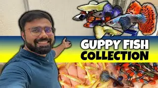 Our Guppy Fish Collection | Home Fancy Guppies Tour | Prasanth 360