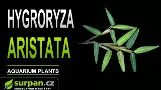 Hygroryza aristata - Hygroryza osinat&aacute; - Akvarijn&iacute; rostliny | SURPAN.cz