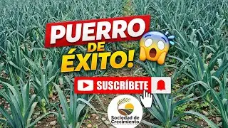 “Puerro en Etapa Final: Cómo Lograr Producciones Altas y de Calidad” #sociedaddecrecimiento #agro