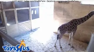 LIVE STREAM: Animal Adventure Park Cam - April The Giraffe Giving Birth