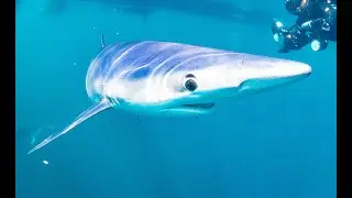 Blue sharks freedive trip UK, Plymouth. Apneists UK freediving club trip 2020 www.freedivers.co.uk