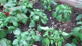 Managing Aphids With Ladybugs
