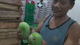 PANEN RAYA MANGGA NOV 2025 , DI PASAR INDUK KRAMAT JATI