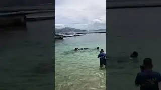 My Ocean Adventure experience in Subic Part 3. Swimming with the dolphins.
