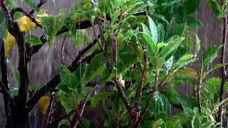 Nature Sounds & Gentle Rain Sounds for Insomnia | Relaxing Sleep Aid Audio