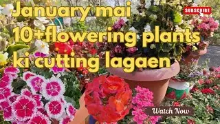 January mai Top 15+Flowering Plants की cutting ऐसे लगाएं जो 100% Grow होंगे 🌿