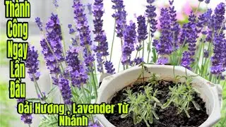 C&aacute;ch Trồng Hoa Lavender / Oải Hương Từ Nh&aacute;nh Ở S&agrave;i G&ograve;n ,Th&agrave;nh C&ocirc;ng Ngay Lần Đầu Ti&ecirc;n 