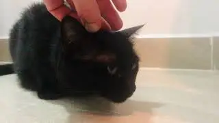 👀🙀 Black CAT eye cleaning 🙀👀