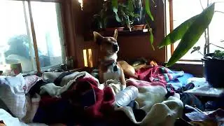 Carolina Dog American Dingo Howling