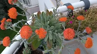 Selamün aleyküm Arkadaşlar İzmir'den Fulgez Açtı Balkonda#Şenledi  #aboneol #plants #flowers #çiçek 
