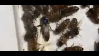 Hive Life of Queen Guinevere 