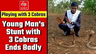 Viral Video: Young Man Stunt with 3 Cobras Ends Badly | Man Playing with Three Cobras in Sirsi | KN