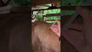 Vitamin B Complex injection in Limousin breeding cows #shots #animals