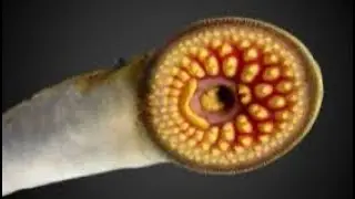 The TRUTH about Sea Lampreys&hellip;.