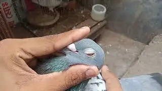 New pigeon loft❤️🕊️ #newloft #pigeon