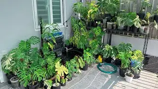 Mình Có Monstera Form Xanh 